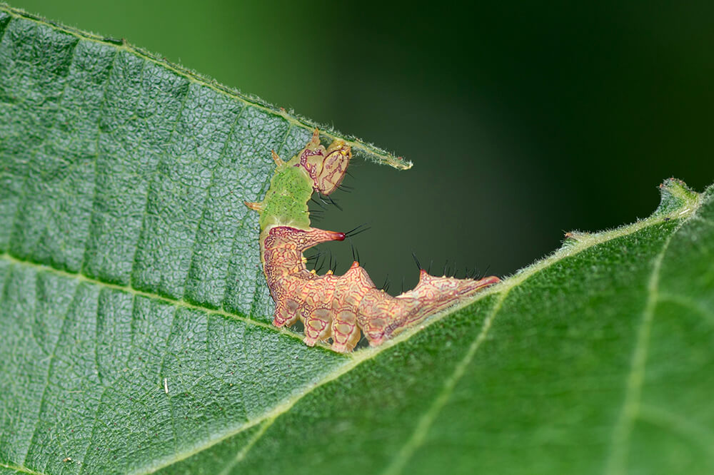 A camouflaged brown and green checkered-fringe prominent caterpillar (Schizura ipomoeae) looks like a part of the leaf it is eating. American hazelnut (Corylus americana) is one of its host plants.