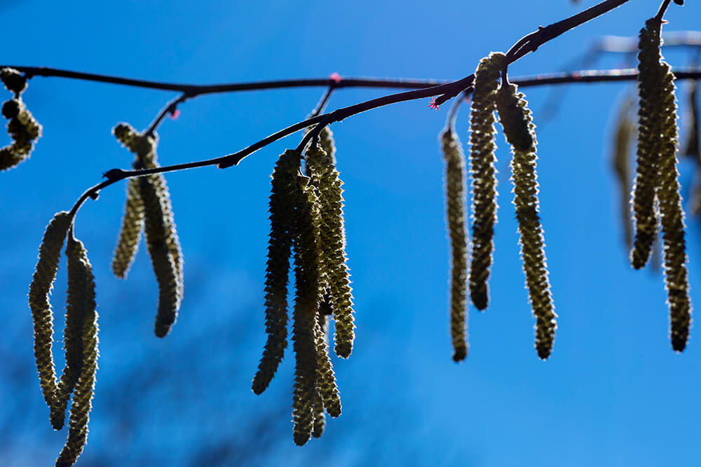 Elongated cream-colored male catkins of American hazelnut (Corylus americana) stand out against a blue sky in late winter.