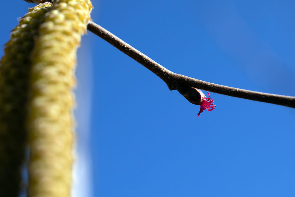 Against a deep blue sky, a yellow male catkin and small red flower of American hazelnut stand out.