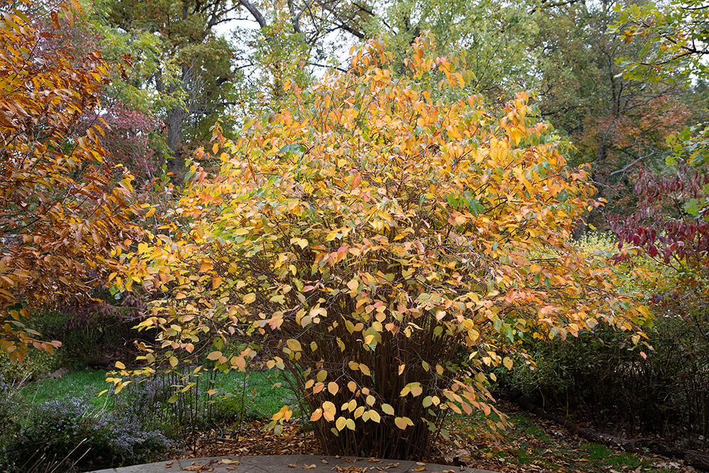 On a residential property planted with native plants, a large American hazelnut shrub stands out with its pretty fall shades of yellows.