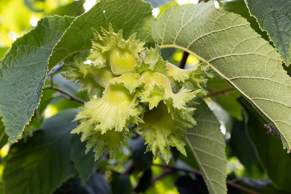 A cluster of ruffled light green American hazelnut fruit (or nuts) is about ready for the gray squirrels to consume.