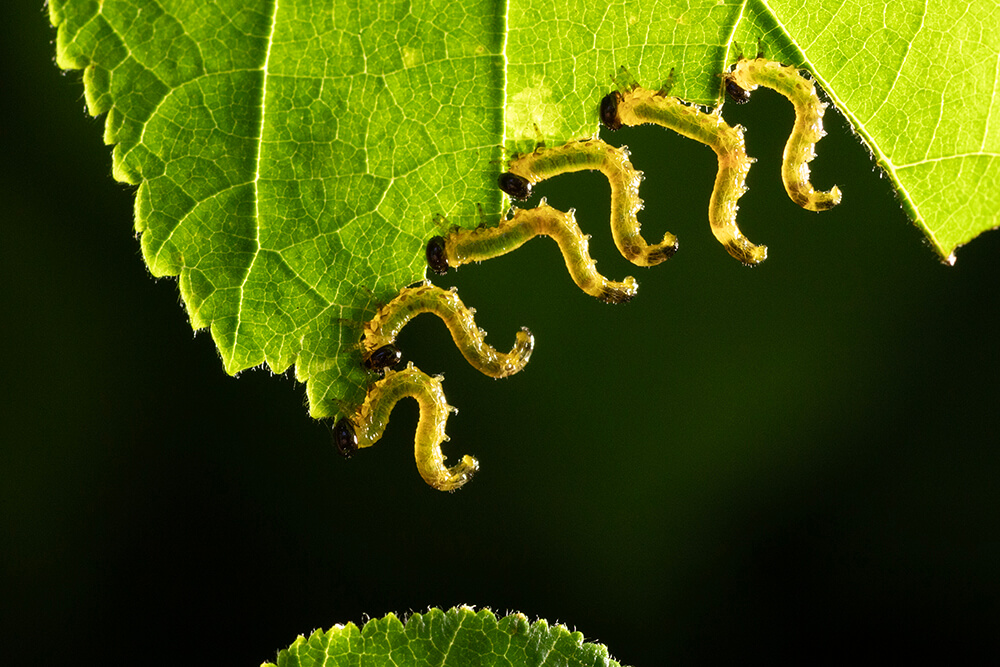 A group of sawfly larvae dangle in an "s" curve while eating a medium-sized leaf. They eat not only American hazelnut, but also a variety of other plants. Sawflies are a group of insects related to wasps. The larvae look like caterpillars.