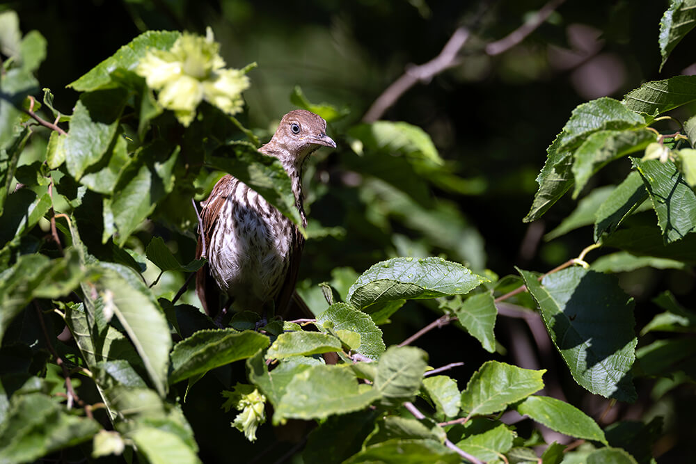 A cute brown thrasher bird with a speckled chest looks out from behind the leaves of an American hazelnut shrub.