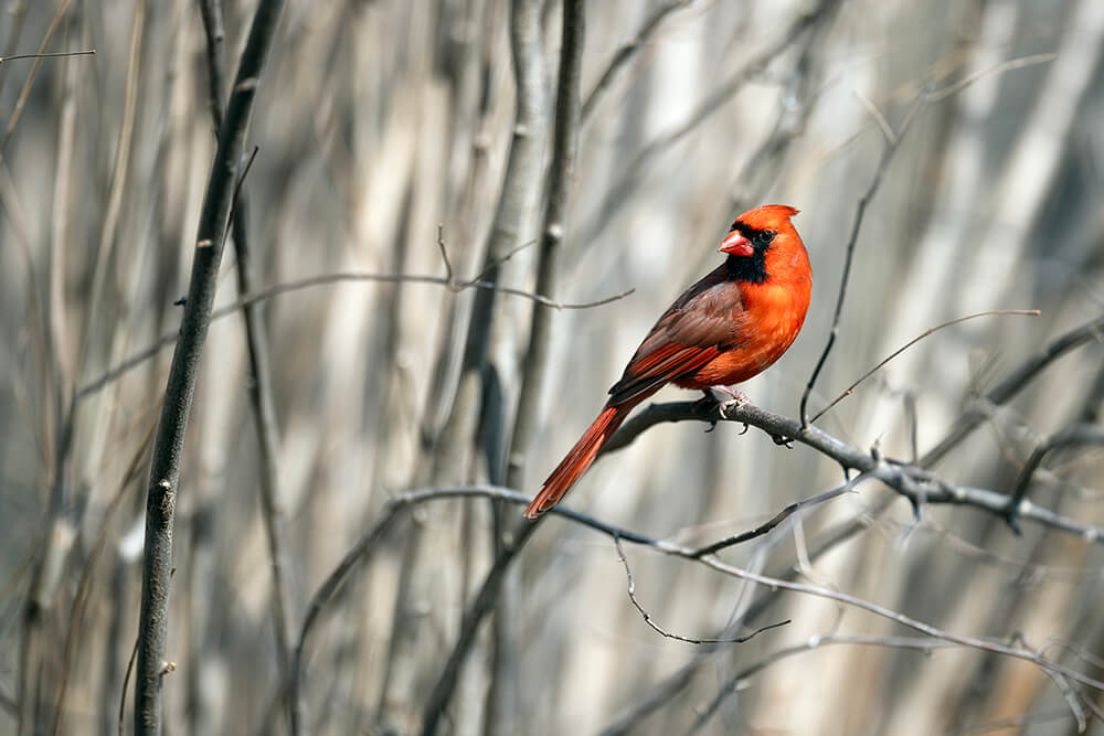 A bright red male cardinal bird stands out while on the bare winter branches of American hazelnut.