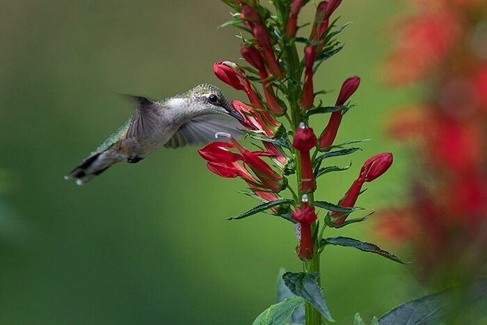 A ruby throated hummingbird sips nectar at cardinal flower (Lobelia cardinalis).